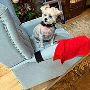 Mai joined the competition — help win amazing prizes! dog, small_dog, armchair, furniture, christmas_tree, holiday_decorations, red_cloth, indoor, wood_floor, ladder, leather_chair, living_room, decor, pet, cute, seated, fur, collar, relaxed, cozy