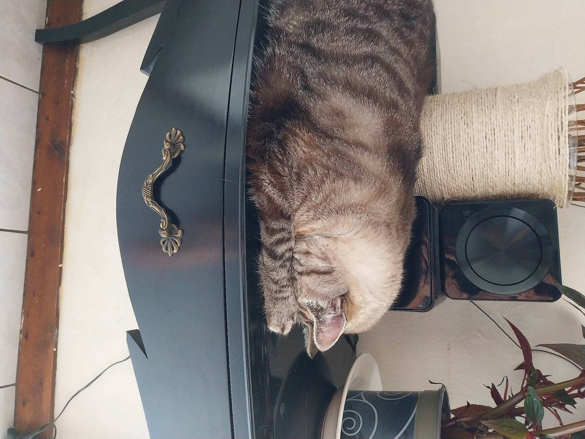 Charli participe au concours pour gagner de l'argent avec cette photo : audio_equipment, automotive_tire, ear, eyelash, eyewear, fur, gesture, jaw, mammal, mechanical_fan, metal, vertebrate, wood, wrinkle, wrist