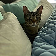 Ram is registered to the contest to win money with this photo: cat, tabby, pet, indoor, pillows, blanket, bed, cozy, curious, ears, fur, feline, rest, comfort, domestic_animal, animal, cute, whiskers, sleepy, home