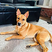 Fiona is registered to the contest to win money with this photo: dog, tan_dog, carpet, living_room, black_couch, shelving_unit, decor, ears, pet, indoor, floor, animal, fur, paw, relaxed, looking, home, furniture, canine, cute