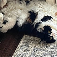 Coco is registered to the contest to win money with this photo: cat, fluffy, black_and_white, lying_down, floor, wooden_floor, rug, indoor, pet, cute, relaxed, feline, whiskers, paws, curious, domestic_animal, fur, animal, companion, resting
