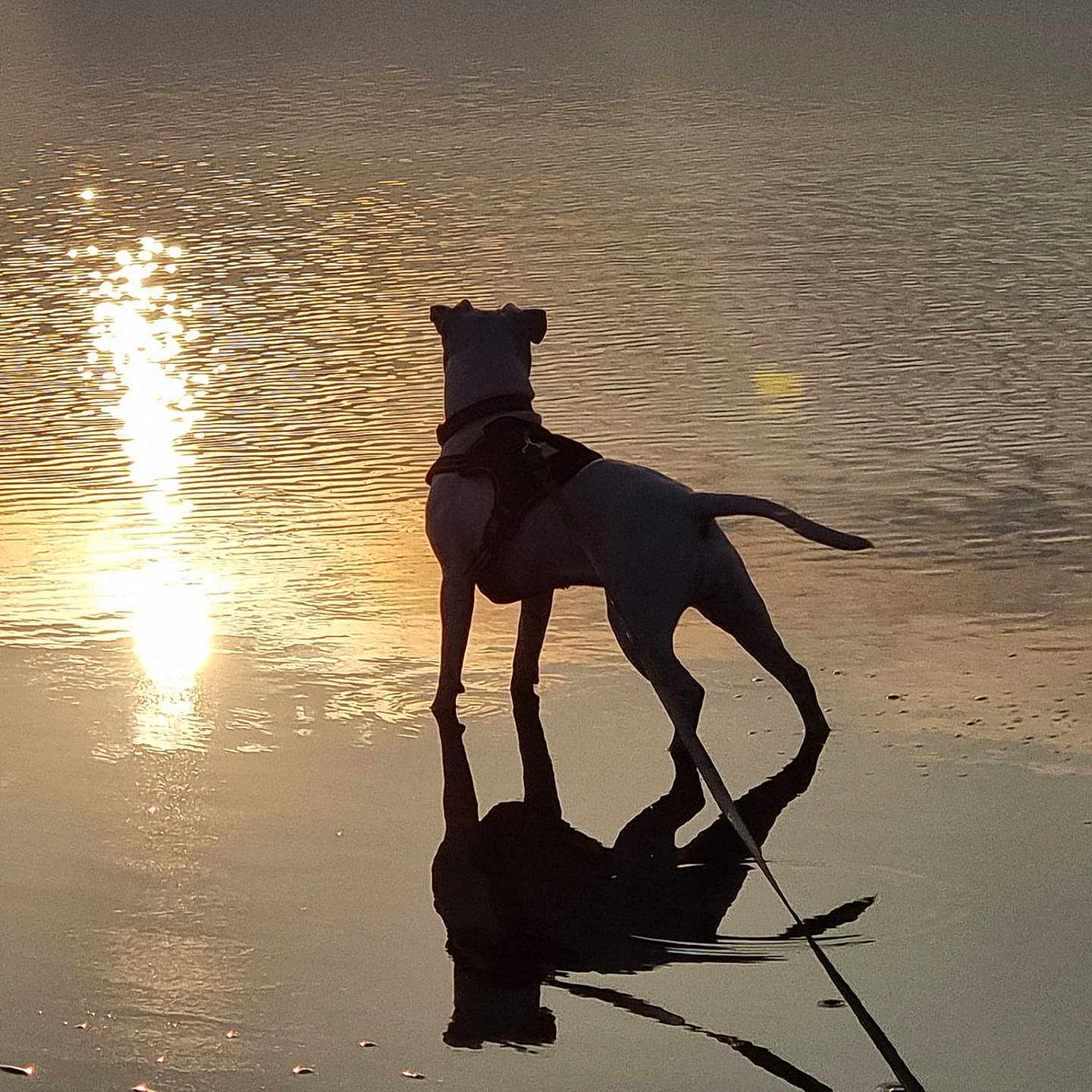 Luna is registered to the contest to win money with this photo: adult, animal, beach, canine, coast, dog, greatdane, horizon, horse, horsebackriding, leisureactivities, male, man, nature, outdoors, person, pet, pointer, sea, sky