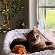 Squeak joined the competition — help win amazing prizes! animal, cat, cozy, curious, feline, fur, green_eyes, home, houseplant, indoor, orange_toy, pet, relaxed, sunlight, tabby, toy, white_wall, window, window_perch, wood_floor