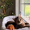 animal, cat, cozy, curious, feline, fur, green_eyes, home, houseplant, indoor, orange_toy, pet, relaxed, sunlight, tabby, toy, white_wall, window, window_perch, wood_floor