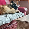 Venom participe au concours pour gagner de l'argent avec cette photo : dog, sleeping, fluffy, black_and_cream, pet, animal, armchair, sofa, pillow, blanket, living_room, indoors, relaxing, cozy, sunlight, furniture, coffee_table, resting, portrait, home_decor