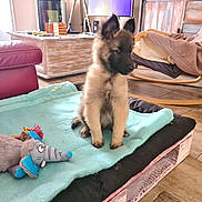 Venom a rejoint le concours — aidez-le/la à gagner de superbes lots ! dog, puppy, german_shepherd, pet, sitting, fluffy, long_hair, upright_ears, black_mask, brown_fur, indoor, living_room, blanket, pet_bed, plush_toy, dog_toy, wooden_floor, furniture, portrait, adorable