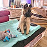 dog, puppy, german_shepherd, pet, sitting, fluffy, long_hair, upright_ears, black_mask, brown_fur, indoor, living_room, blanket, pet_bed, plush_toy, dog_toy, wooden_floor, furniture, portrait, adorable