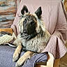 dog, pet, canine, fluffy, long_hair, large_dog, black_face, pointed_ears, crossed_paws, sitting, lounging, chair, armchair, blanket, quilt, wooden_furniture, drawers, indoor, home, rustic