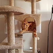 Marley a rejoint le concours — aidez-le/la à gagner de superbes lots ! cat, orange_cat, tabby, feline, pet, animal, cat_tree, scratching_post, platform, cozy, indoors, home, portrait, curious, sitting, lying_down, tail, fur, furniture, cute