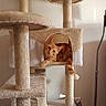 cat, orange_cat, tabby, feline, pet, animal, cat_tree, scratching_post, platform, cozy, indoors, home, portrait, curious, sitting, lying_down, tail, fur, furniture, cute