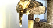 Farrah Fawcett joined the competition — help win amazing prizes! calico_cat, cat, cat_tree, cozy, curious, dangling_paw, feline, fluffy, fur, green_eyes, home_interior, indoor, perch, pet, platform, portrait, relaxed, scratching_post, sisal_post, sitting