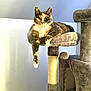 calico_cat, cat, cat_tree, cozy, curious, dangling_paw, feline, fluffy, fur, green_eyes, home_interior, indoor, perch, pet, platform, portrait, relaxed, scratching_post, sisal_post, sitting