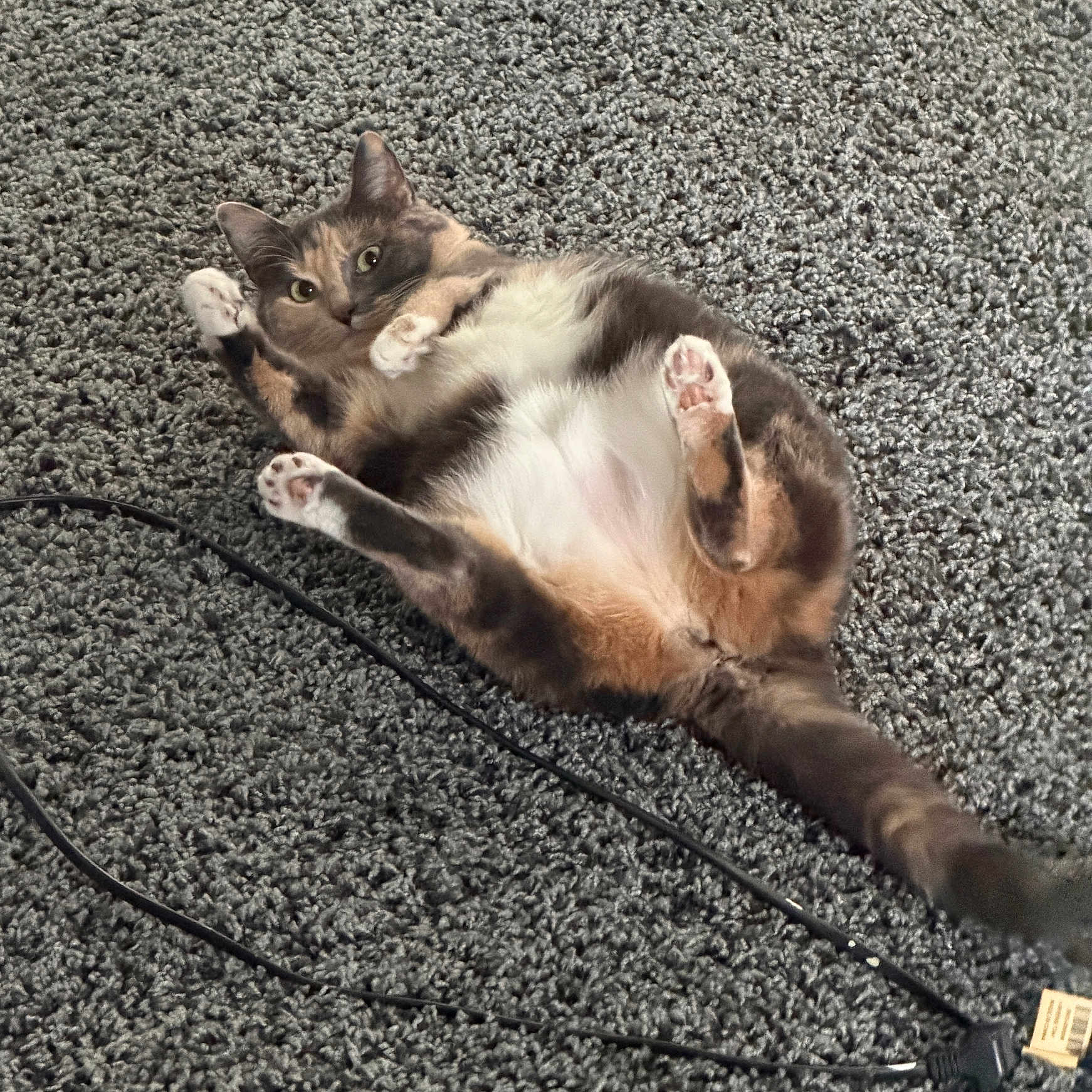 Farrah Fawcett joined the competition — help win amazing prizes! animal, black_cable, carpet, cat, closeup, curious, cute, domestic, feline, fur, grey, indoor, lying_down, mammal, paws, pet, playful, relaxed, texture, whiskers