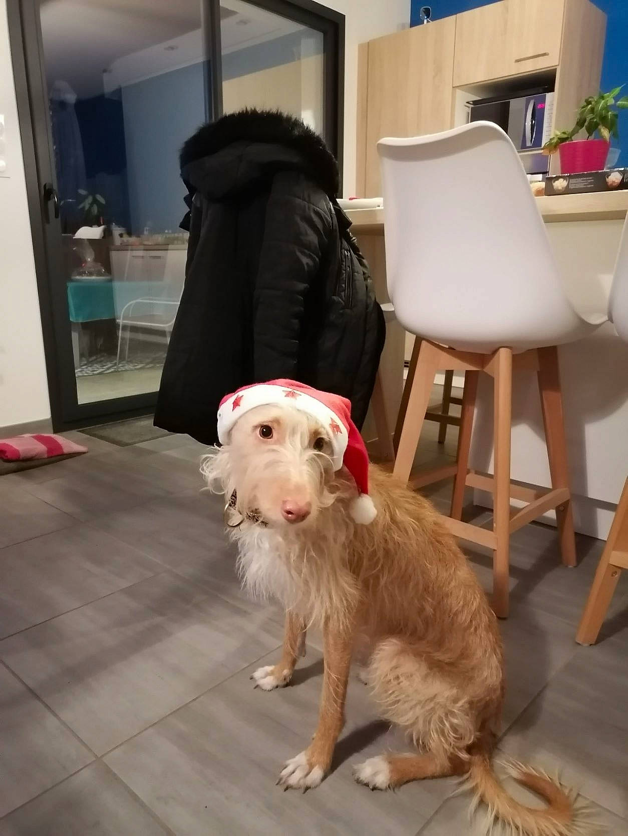 Seven a rejoint le concours — aidez-le/la à gagner de superbes lots ! canidae, carnivore, companion_dog, dog, dog_breed, fawn, floor, flooring, fur, hardwood, houseplant, pet_supply, room, small_terrier, sporting_group, tail, terrier, window, wood, working_animal