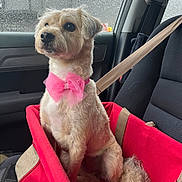 Cece joined the competition — help win amazing prizes! dog, car, car_seat, booster_seat, seatbelt, pink_bow, pet, rain, window, interior, furry, small_dog, sitting, cute, animal, travel, safety, companion, looking_away, domestic_animal