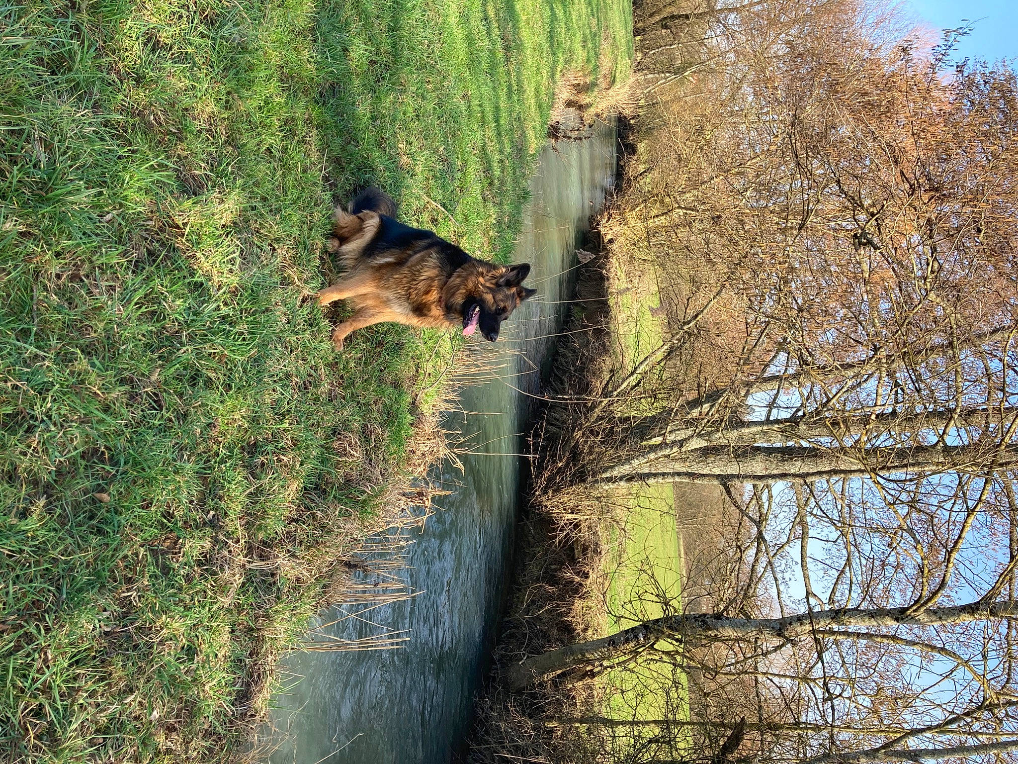 Nalia participe au concours pour gagner de l'argent avec cette photo : carnivore, dog, dog_breed, fawn, forest, grass, landscape, natural_landscape, plant, reflection, sky, tail, tree, trunk, twig, vertebrate, water, wildlife, wood, woody_plant