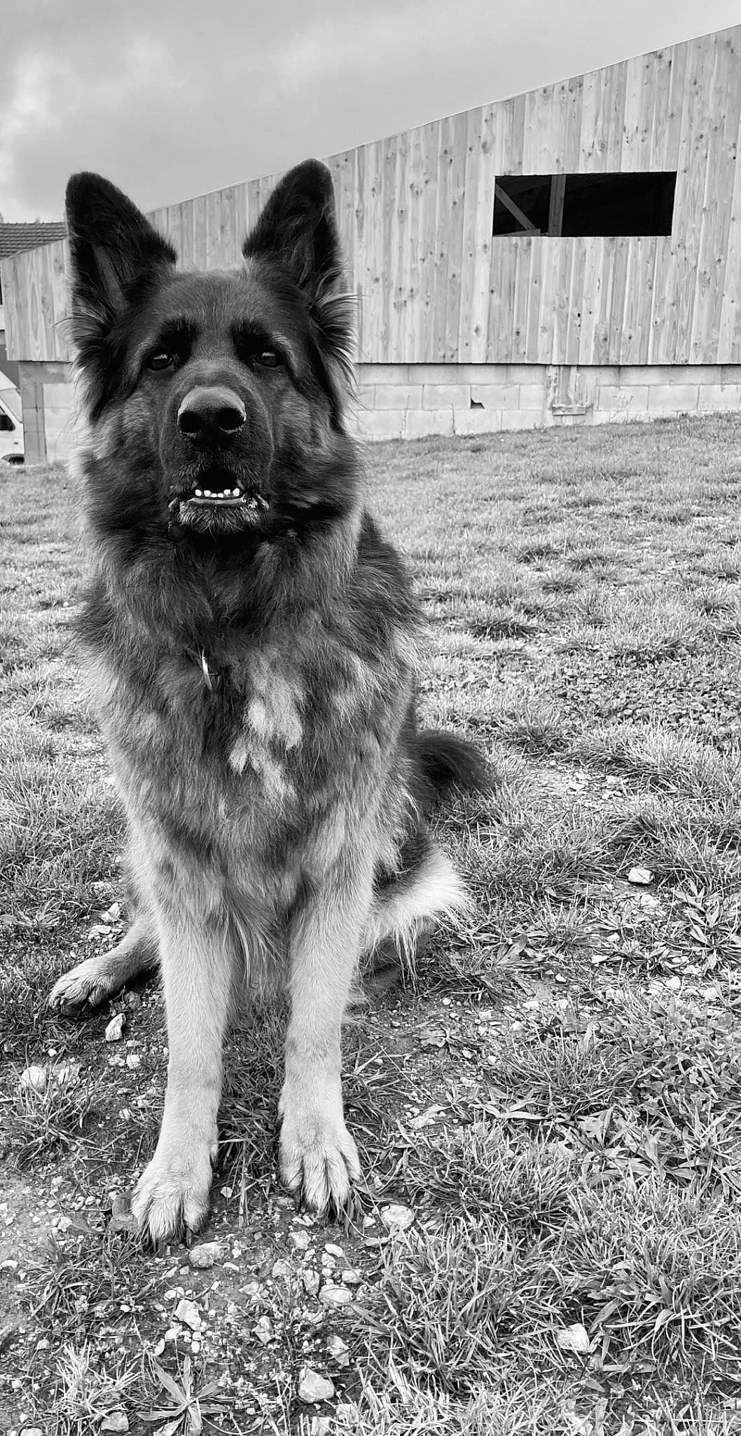 Nalia a rejoint le concours — aidez-le/la à gagner de superbes lots ! black_and_white, canidae, carnivore, companion_dog, dog, dog_breed, door, east_european_shepherd, german_shepherd_dog, giant_dog_breed, grass, herding_dog, monochrome, monochrome_photography, old_german_shepherd_dog, sporting_group, style, white, window, working_animal