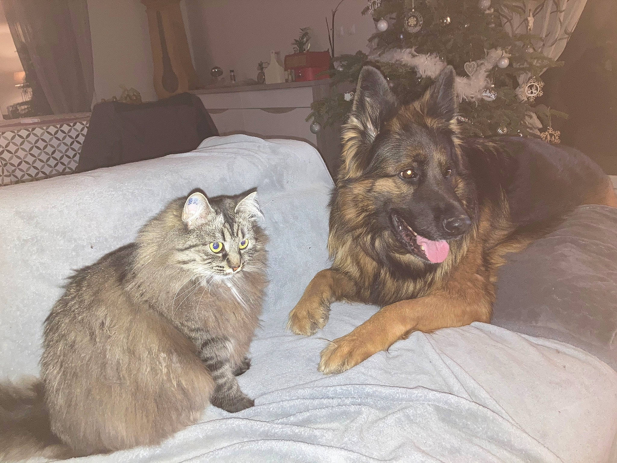 Nalia a rejoint le concours — aidez-le/la à gagner de superbes lots ! carnivore, cat, claw, comfort, companion_dog, dog, dog_breed, domestic_short_haired_cat, fawn, felidae, fur, grey, nap, paw, picture_frame, small_to_medium_sized_cats, snout, tail, terrestrial_animal, whiskers