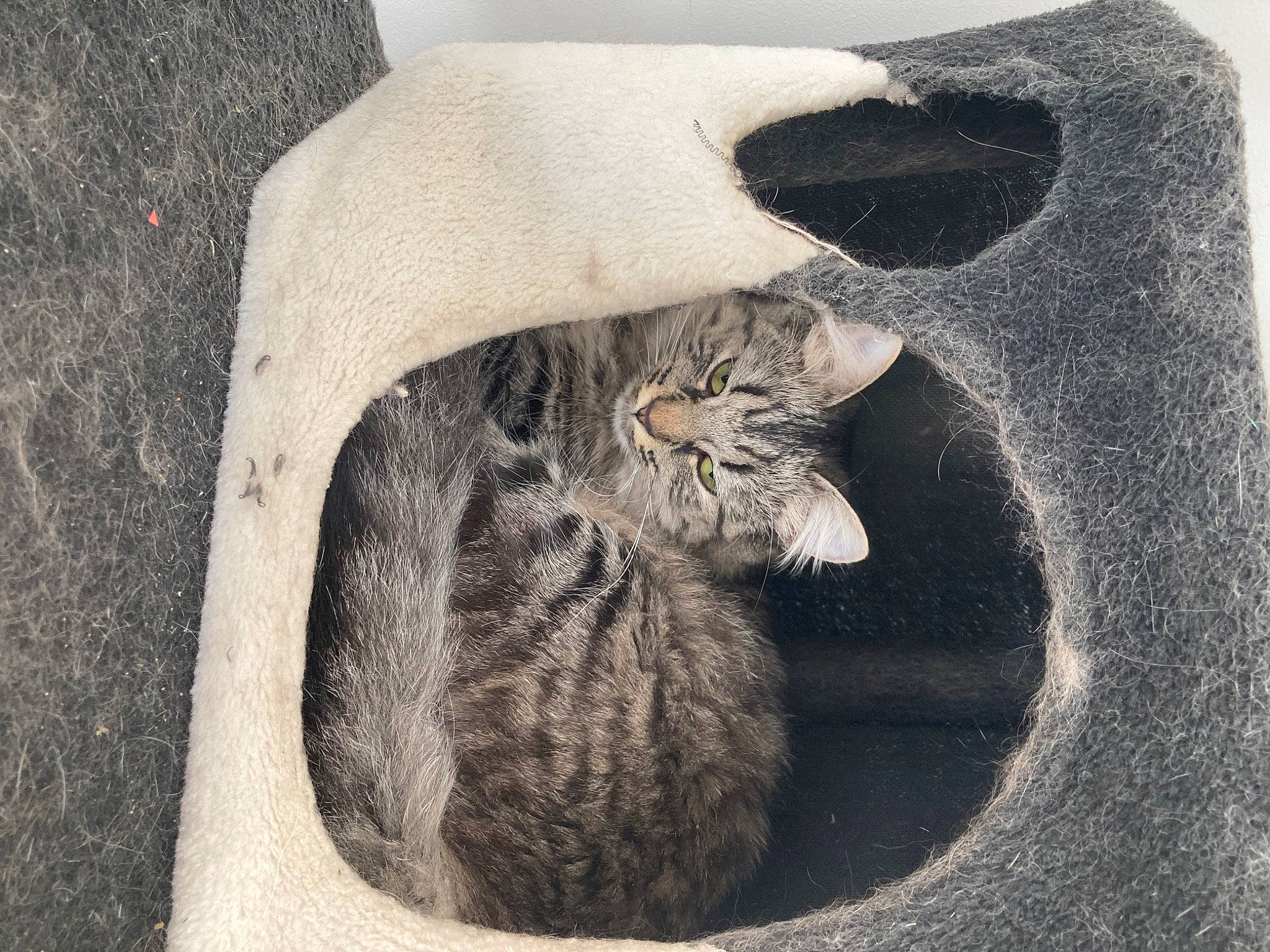 Grisou participe au concours pour gagner de l'argent avec cette photo : carnivore, cat, cat_bed, comfort, domestic_short_haired_cat, felidae, fur, grey, monochrome, monochrome_photography, paw, sand, small_to_medium_sized_cats, soil, still_life_photography, style, tail, terrestrial_animal, whiskers, wood