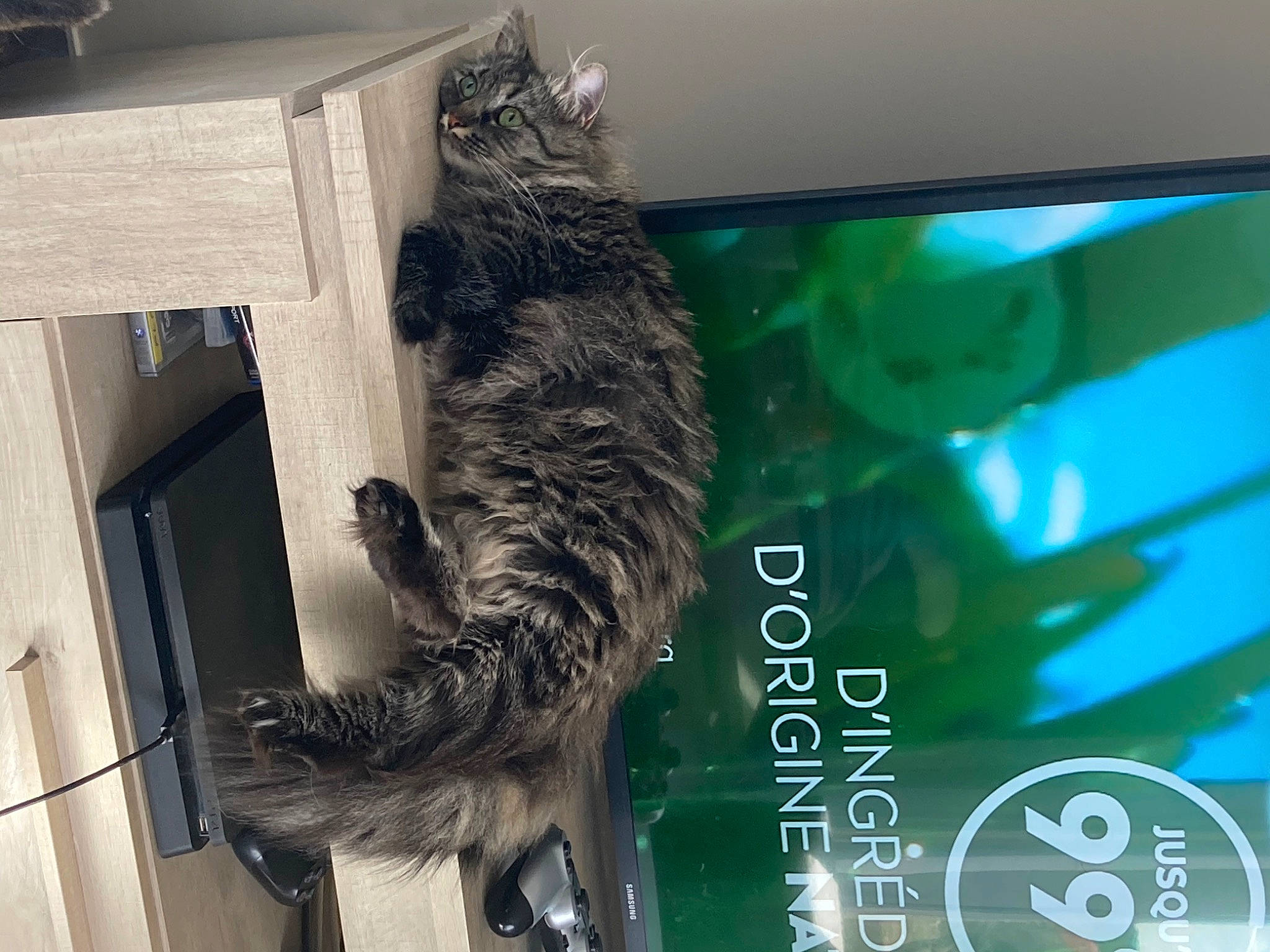 Grisou participe au concours pour gagner de l'argent avec cette photo : cable_television, carnivore, cat, display_device, domestic_short_haired_cat, felidae, flat_panel_display, fur, led_backlit_lcd_display, multimedia, output_device, small_to_medium_sized_cats, snout, sporting_group, tail, television, television_set, vertebrate, whiskers, wood