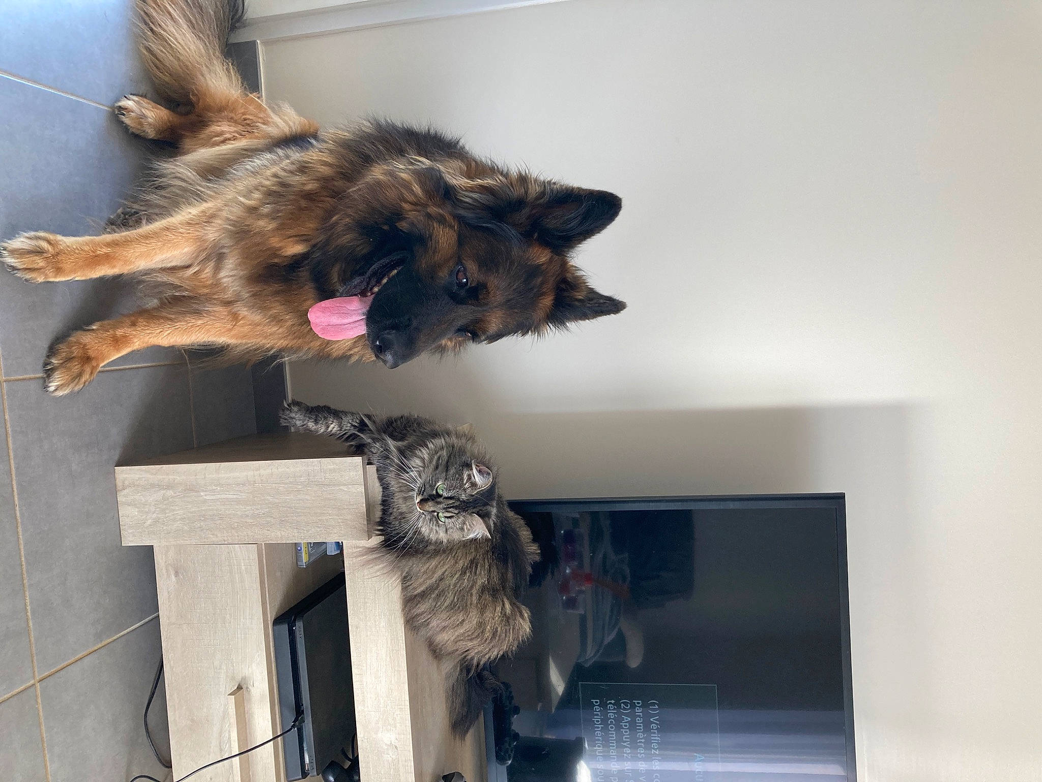 Grisou participe au concours pour gagner de l'argent avec cette photo : canidae, carnivore, dog, dog_breed, fawn, felidae, fur, german_shepherd_dog, king_shepherd, mammal, natural_material, old_german_shepherd_dog, shelf, shelving, small_to_medium_sized_cats, sporting_group, tail, vertebrate