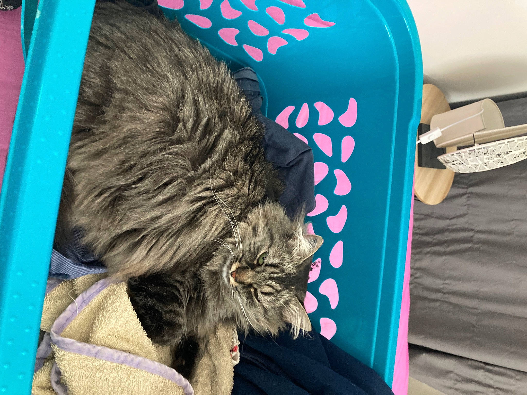 Grisou a rejoint le concours — aidez-le/la à gagner de superbes lots ! blue, british_longhair, carnivore, cat, claw, comfort, domestic_short_haired_cat, electric_blue, felidae, fur, magenta, nap, small_to_medium_sized_cats, tail, terrestrial_animal, vehicle_door, visual_arts, whiskers, wildlife