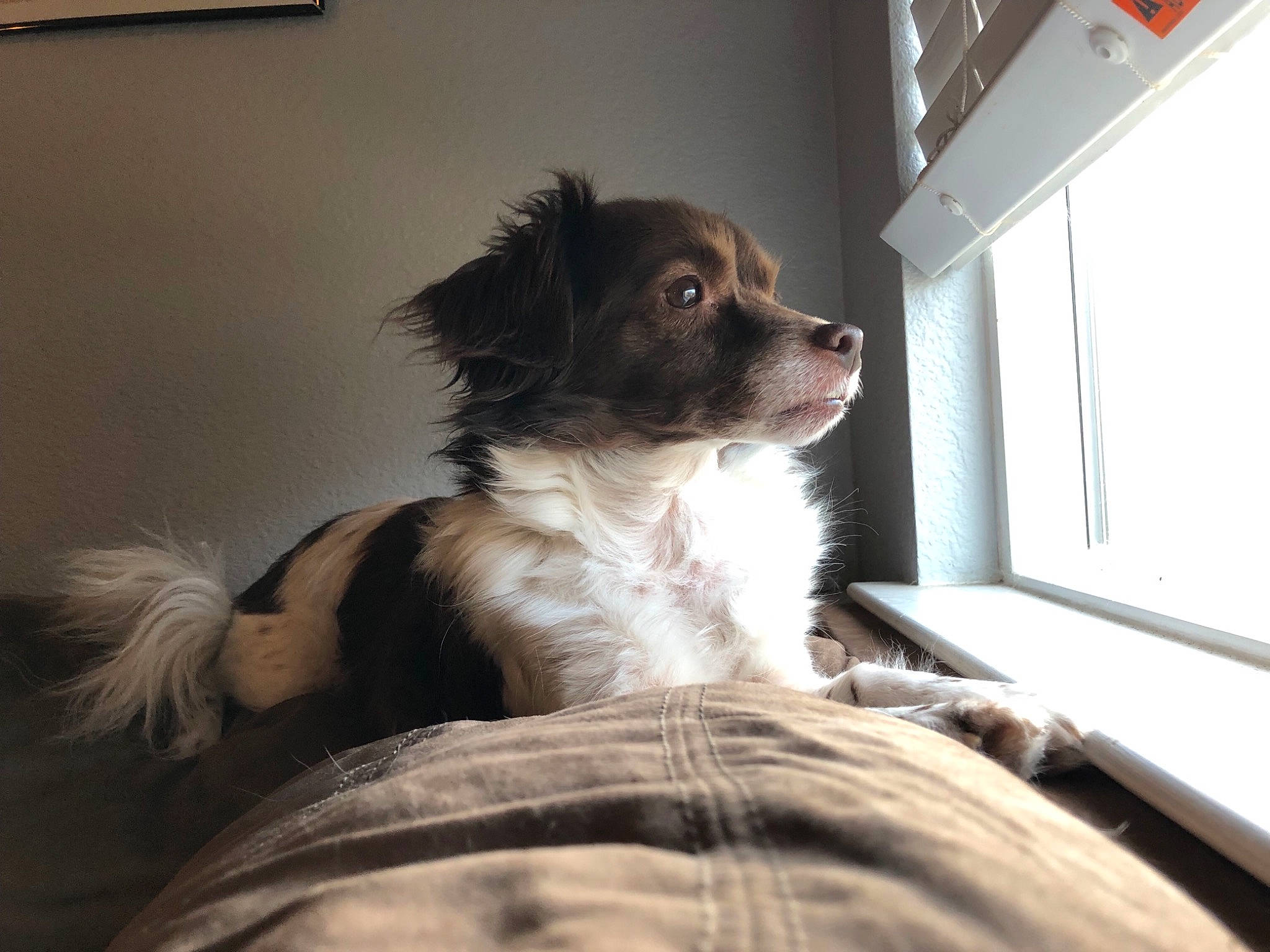 Paisley joined the competition — help win amazing prizes! canidae, carnivore, companion_dog, dog, dog_breed, french_spaniel, mammal, phalene, puppy, rare_breed_dog, small_greek_domestic_dog, small_munsterlander, snout, spaniel, sporting_group, stabyhoun