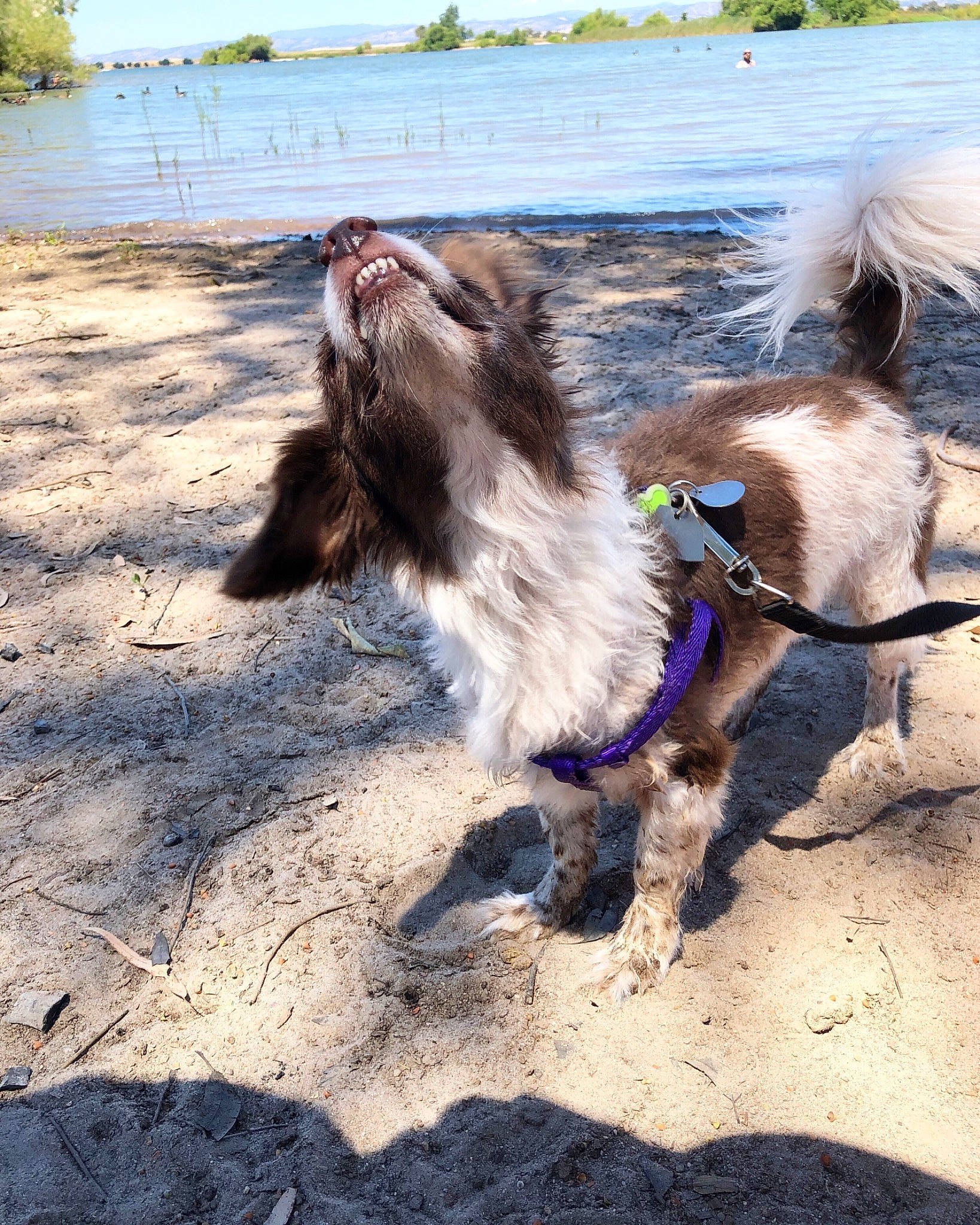 Paisley joined the competition — help win amazing prizes! cairn_terrier, canidae, carnivore, dog, dog_breed, sand, sporting_group, vacation