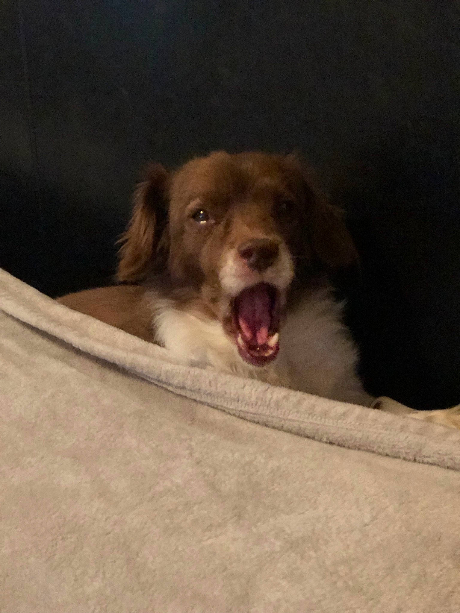 Paisley is registered to the contest to win money with this photo: australian_shepherd, canidae, carnivore, companion_dog, dog, dog_breed, drentse_patrijshond, fawn, liver, mammal, puppy, retriever, small_greek_domestic_dog, sporting_group