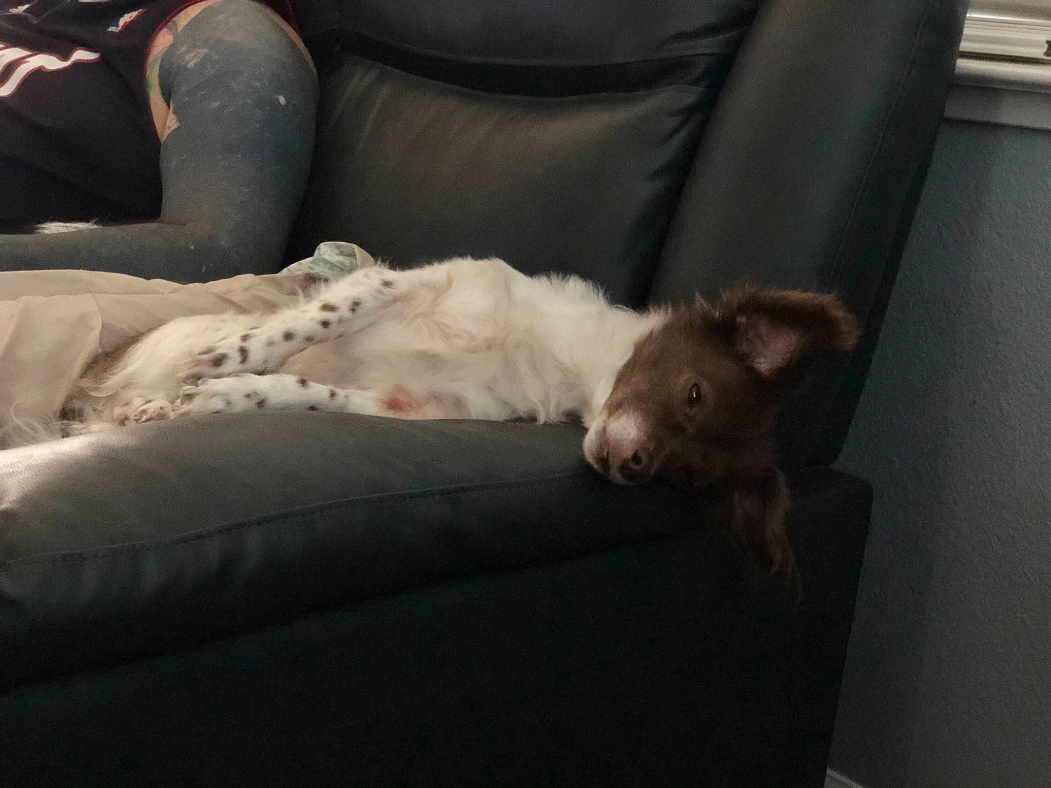 Paisley is registered to the contest to win money with this photo: bed, beige, canidae, carnivore, comfort, couch, dog_breed, ferret, fur, furniture, linens, marsupial, mustelidae, mustelinae, nap, pillow, room, snout