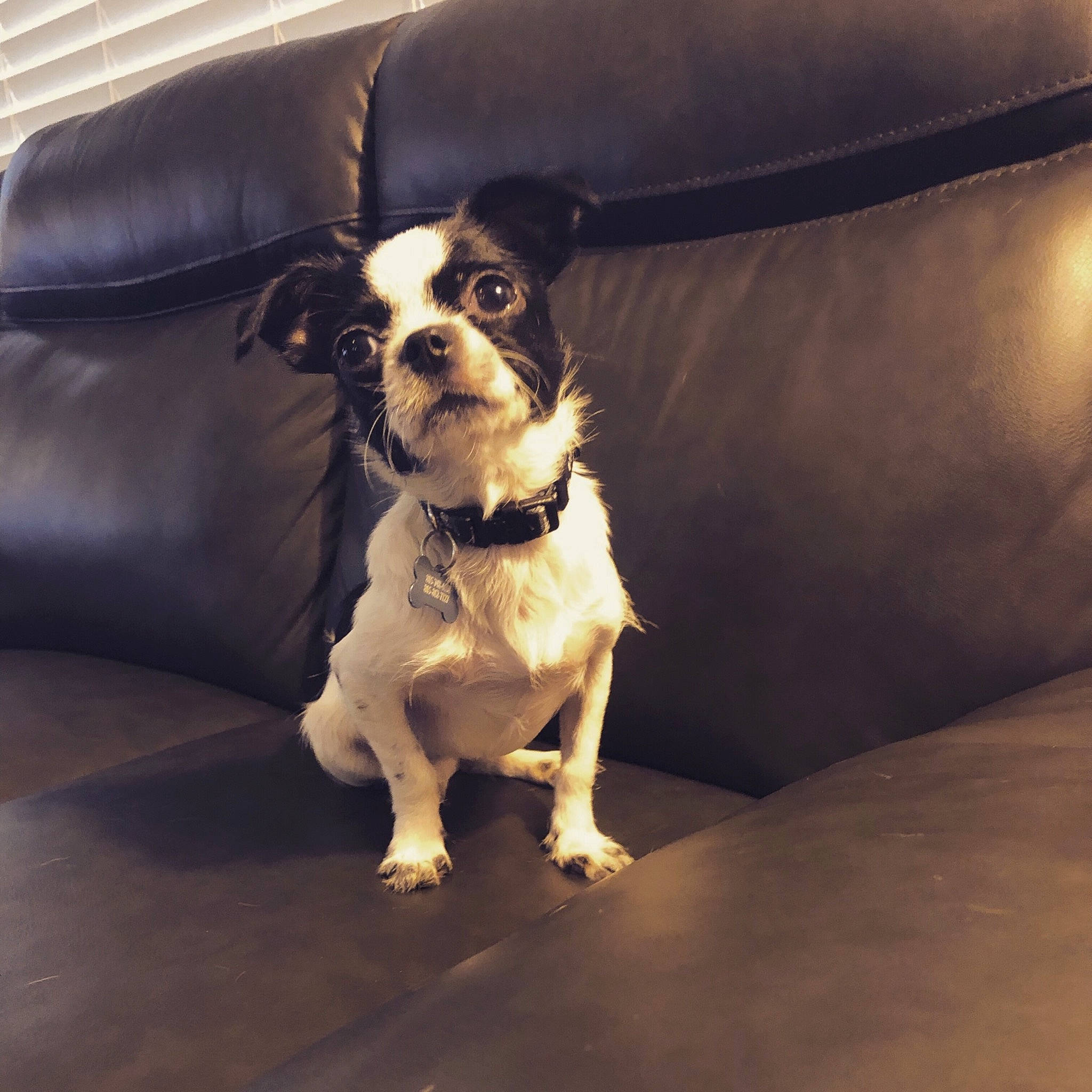 Greta joined the competition — help win amazing prizes! boston_terrier, canidae, carnivore, companion_dog, dog, dog_breed, fawn, king_charles_spaniel, mammal, non_sporting_group, puppy, puppy_love, rare_breed_dog, snout, sporting_group, toy_dog, vertebrate, whiskers