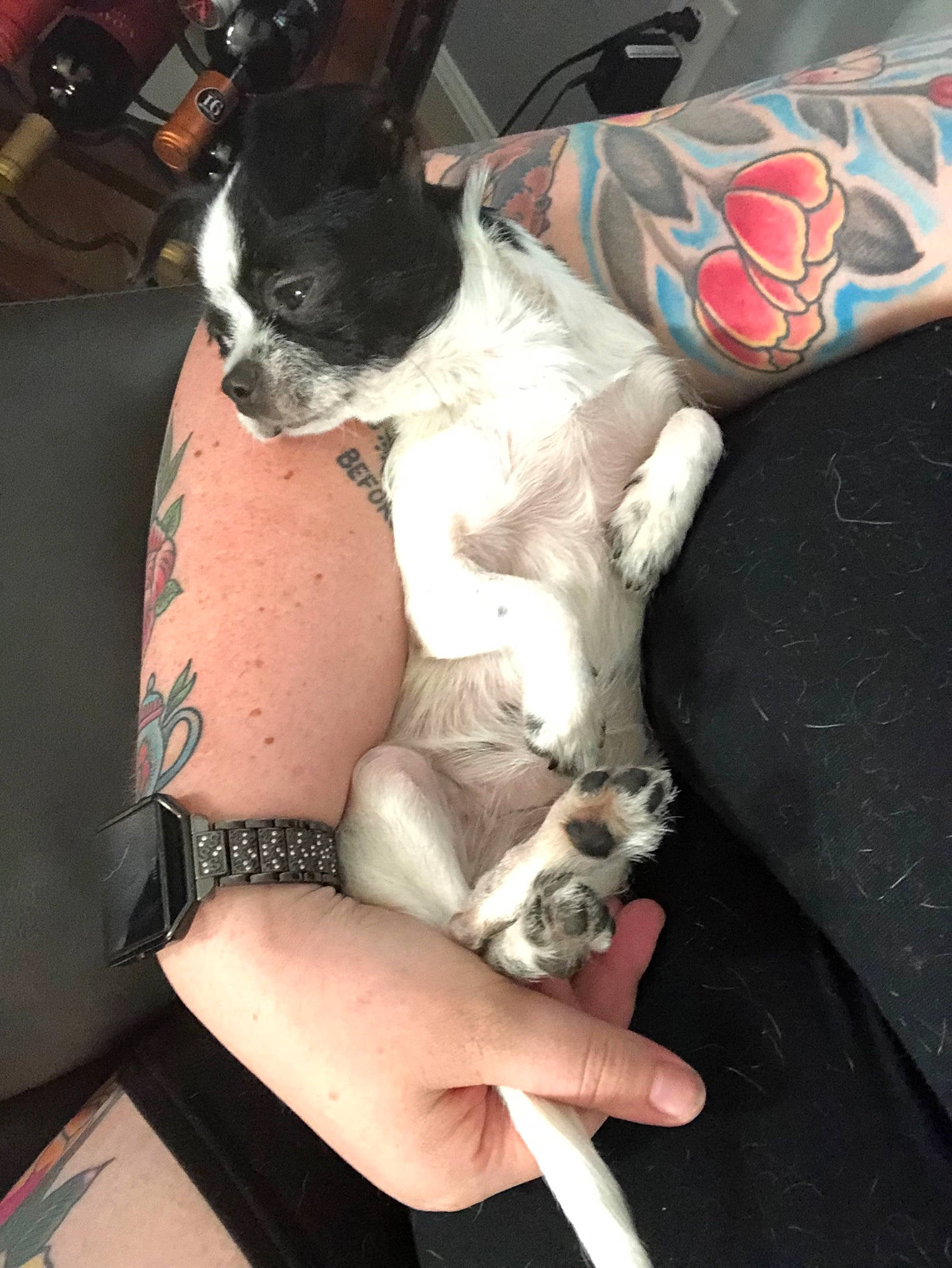 Greta is registered to the contest to win money with this photo: boston_terrier, canidae, carnivore, companion_dog, dog, dog_breed, fawn, french_bulldog, mammal, non_sporting_group, snout, sporting_group