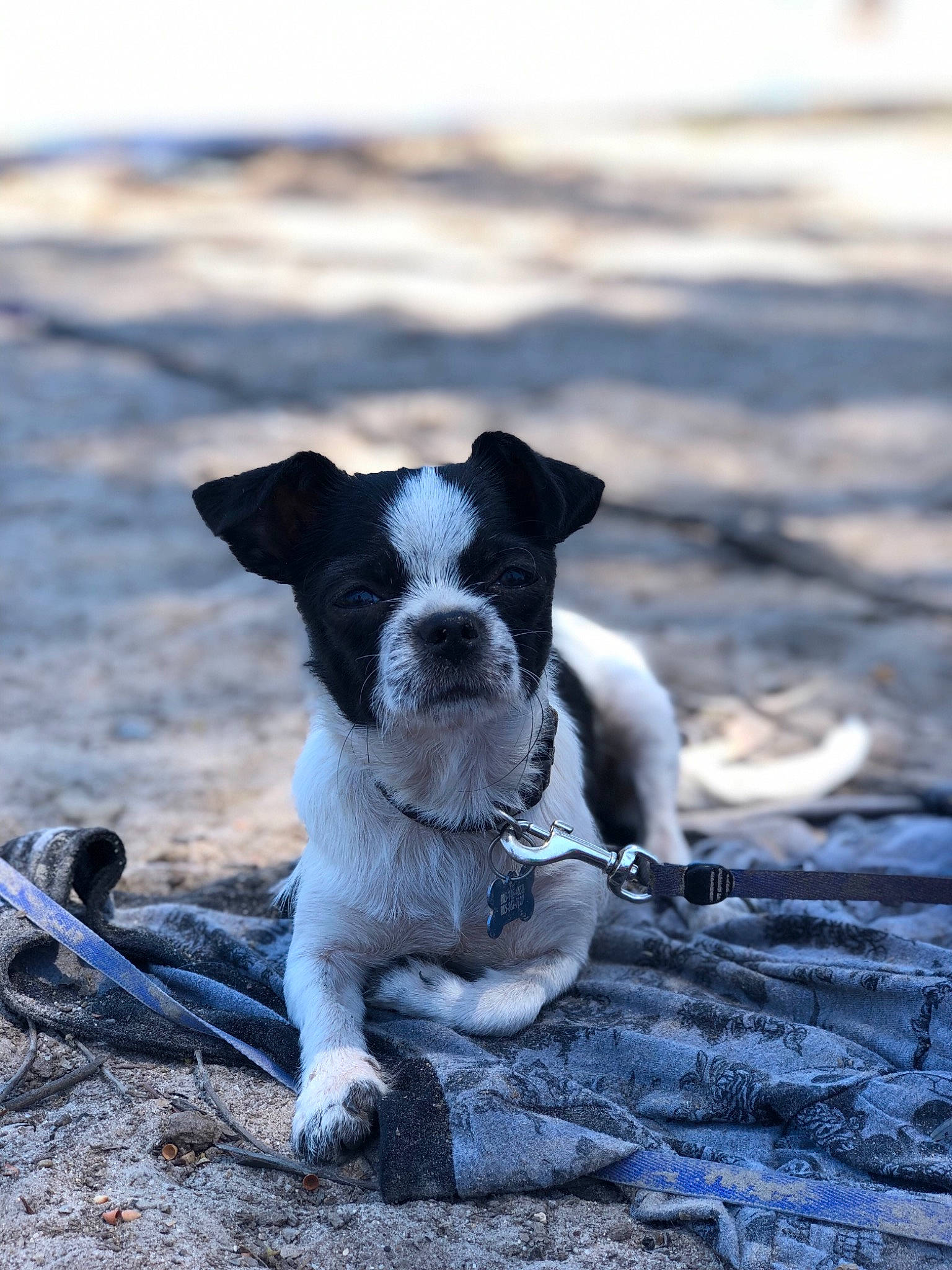 Greta joined the competition — help win amazing prizes! adventure, canidae, carnivore, companion_dog, danish_swedish_farmdog, dog, dog_breed, fawn, mammal, puppy, rock, snout, sporting_group