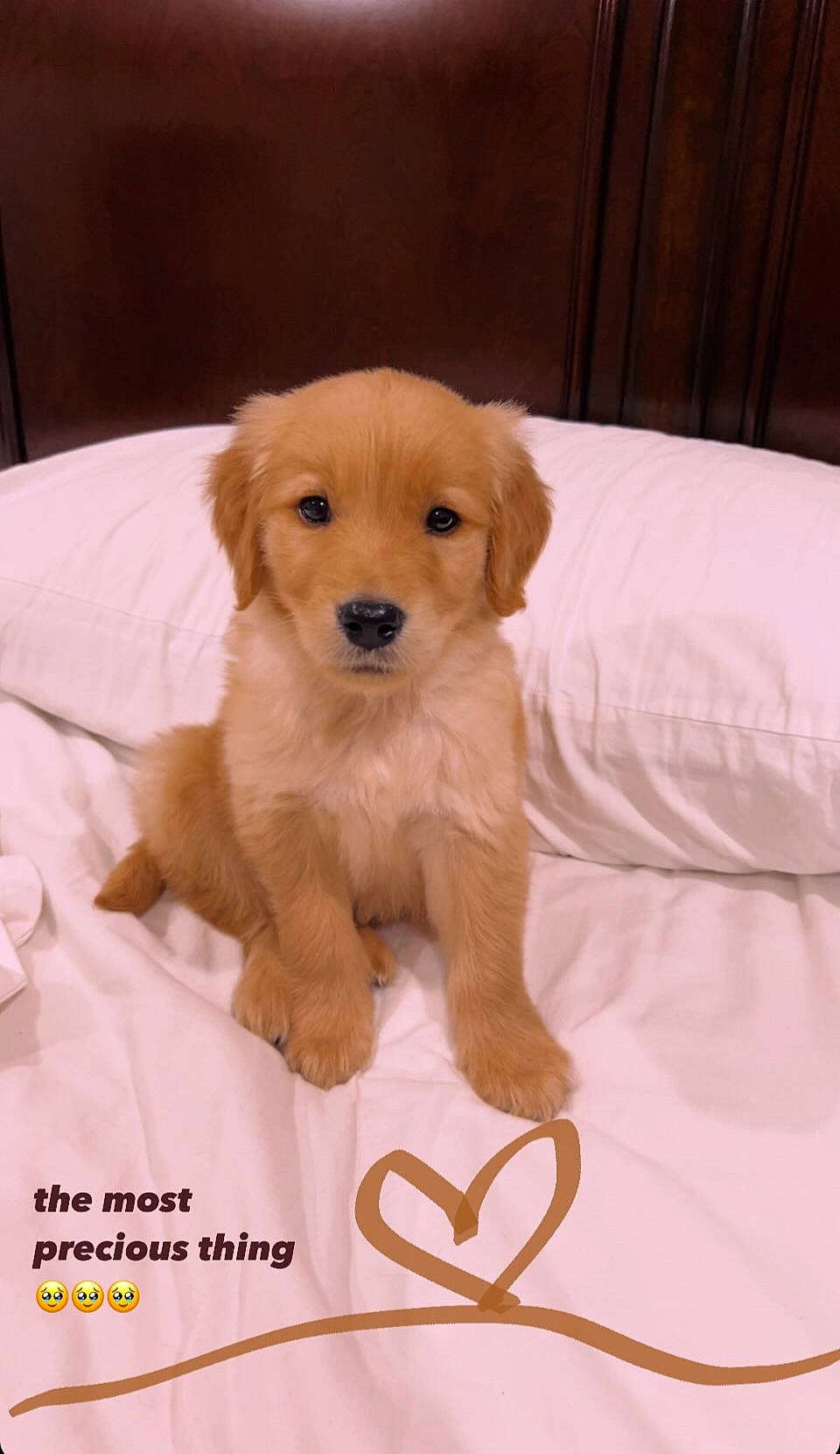 Monroe is registered to the contest to win money with this photo: canidae, carnivore, comfort, companion_dog, dog, dog_breed, dog_supply, fawn, fur, hardwood, liver, paw, snout, sporting_group, toy_dog, wood, working_animal