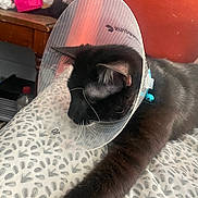 Wolverine is registered to the contest to win money with this photo: cat, black_cat, cone_collar, pet, animal, indoor, furniture, blanket, table, chair, collar, resting, stretching, whiskers, fur, domestic_animal, sleepy, cozy, home, side_view