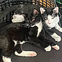 Wolverine joined the competition — help win amazing prizes! cat, kitten, tuxedo_cat, black_and_white, pets, animal, feline, cute, indoor, chair, mesh_chair, resting, paw, pink_paws, fur, whiskers, relaxed, companions, close_together, curious