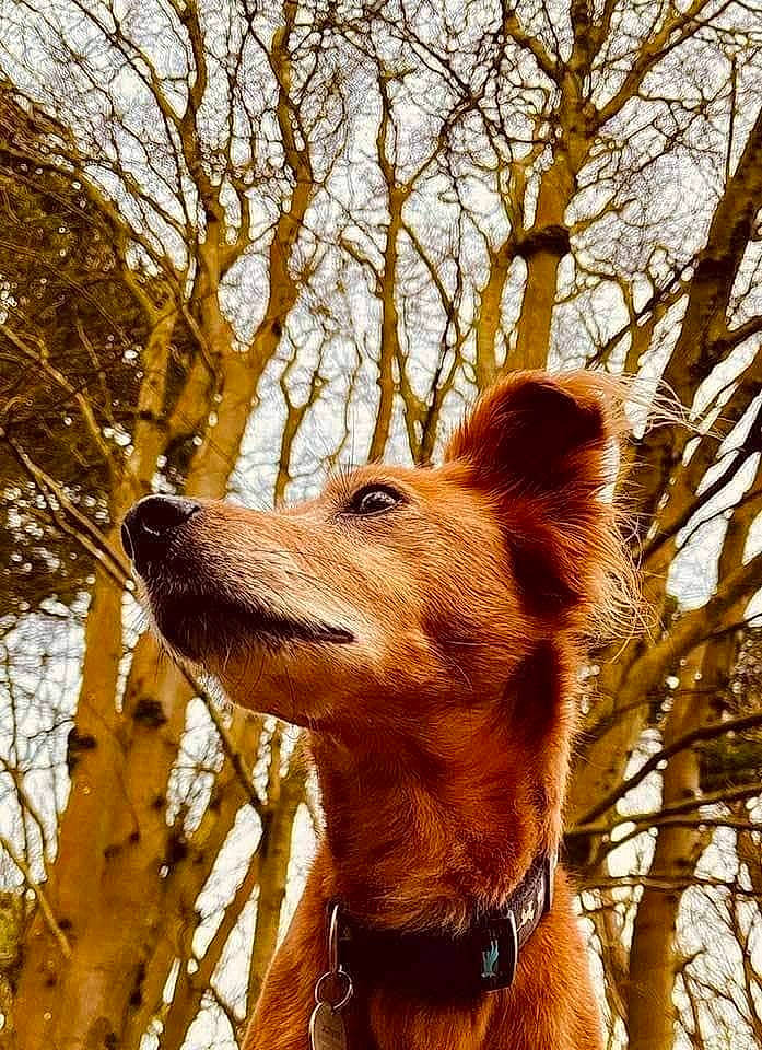 Willow joined the competition — help win amazing prizes! canidae, carnivore, collar, companion_dog, dog, dog_breed, dog_collar, fawn, fur, liver, sky, snout, sporting_group, sunlight, terrestrial_animal, tree, twig, whiskers, wood, working_animal