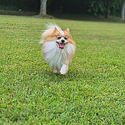 Loyal joined the competition — help win amazing prizes! animal, canine, cute, daytime, dog, energetic, fluffy, fur, grass, greenery, happy, nature, outdoor, pet, playful, running, small_dog, smiling, sunlight, tongue_out