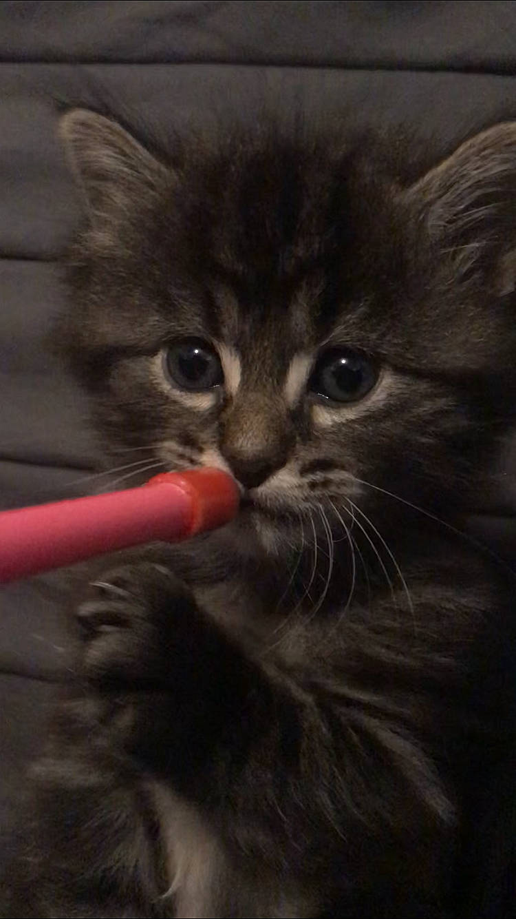 Rio participe au concours pour gagner de l'argent avec cette photo : asian, black_cat, carnivore, cat, domestic_long_haired_cat, domestic_short_haired_cat, felidae, kitten, mammal, norwegian_forest_cat, siberian, small_to_medium_sized_cats, snout, whiskers