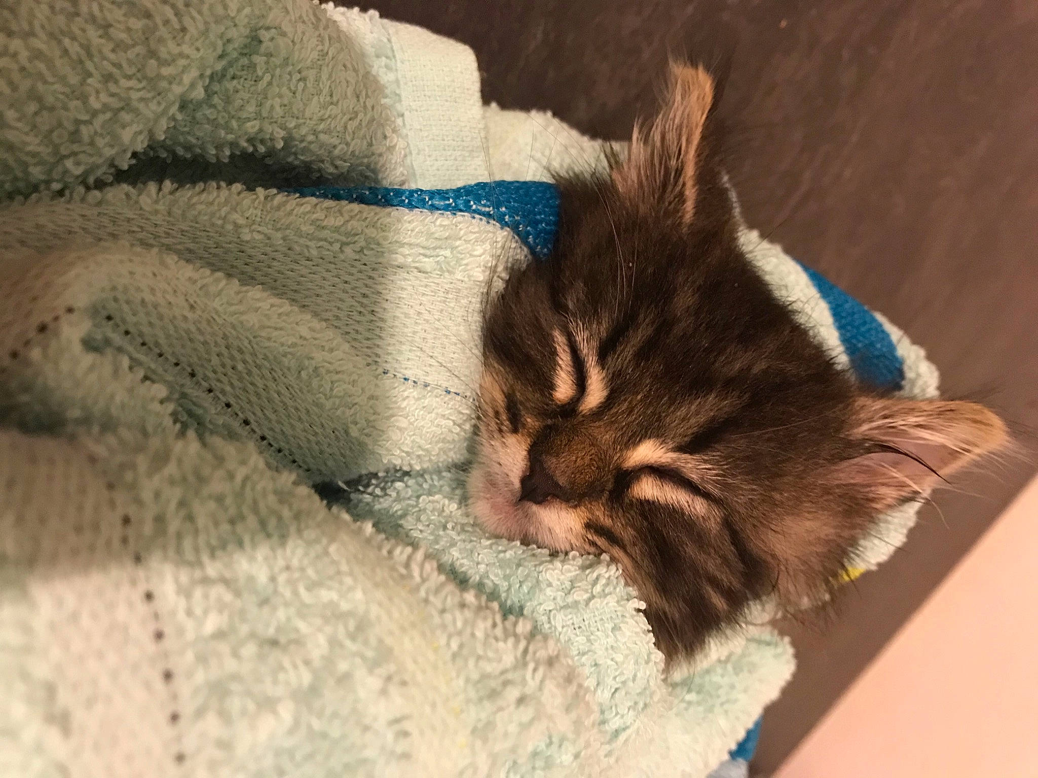 Rio a rejoint le concours — aidez-le/la à gagner de superbes lots ! asian, bed, carnivore, cat, domestic_short_haired_cat, dragon_li, ear, european_shorthair, eye, felidae, fur, kitten, maine_coon, nap, pixie_bob, sleep, small_to_medium_sized_cats, tabby_cat, textile, whiskers