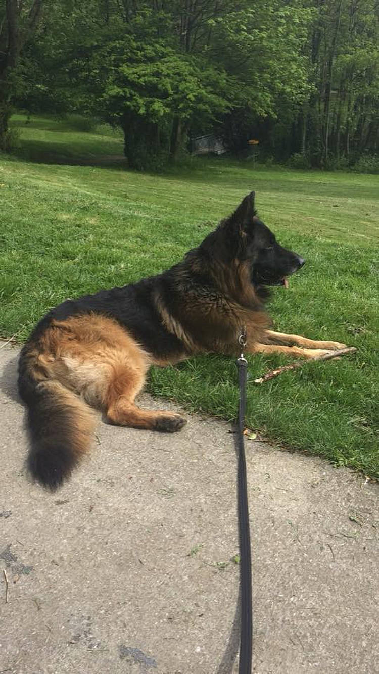 Ibra a rejoint le concours — aidez-le/la à gagner de superbes lots ! belgian_shepherd, belgian_shepherd_malinois, bohemian_shepherd, canidae, carnivore, dog, dog_breed, dutch_shepherd_dog, east_european_shepherd, german_shepherd_dog, herding_dog, king_shepherd, kunming_wolfdog, mammal, old_german_shepherd_dog, shiloh_shepherd_dog, tail, tervuren, vertebrate, working_dog