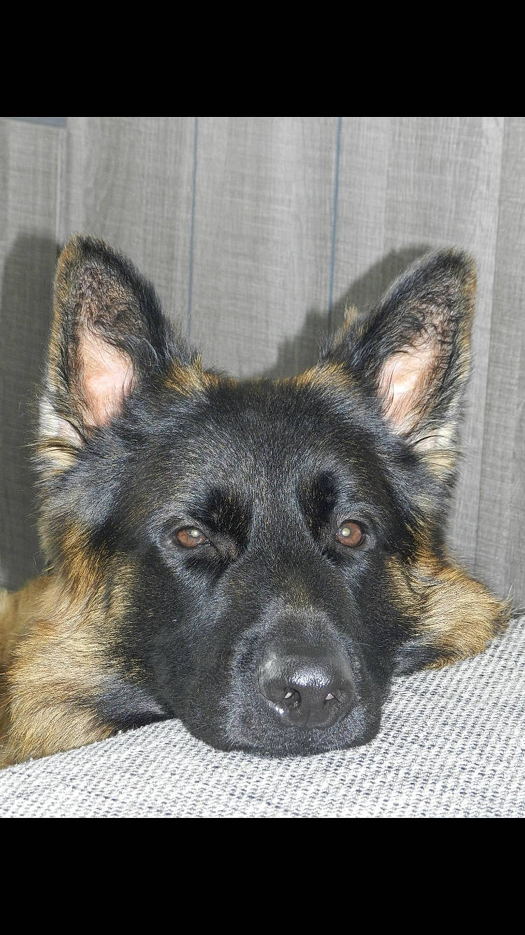 Ibra a rejoint le concours — aidez-le/la à gagner de superbes lots ! belgian_shepherd_malinois, bohemian_shepherd, canidae, carnivore, dog, dog_breed, east_european_shepherd, german_shepherd_dog, king_shepherd, kunming_wolfdog, mammal, norwegian_elkhound, old_german_shepherd_dog, rare_breed_dog, shiloh_shepherd_dog, snout, vertebrate