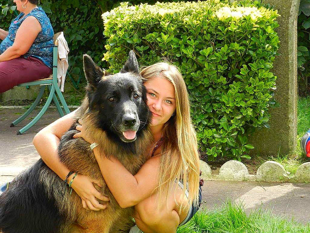 Ibra participe au concours pour gagner de l'argent avec cette photo : belgian_shepherd, bohemian_shepherd, canidae, carnivore, dog, dog_breed, east_european_shepherd, fawn, german_shepherd_dog, grass, herding_dog, king_shepherd, kunming_wolfdog, mammal, old_german_shepherd_dog, shiloh_shepherd_dog, tervuren, vertebrate, working_dog