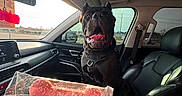 Lilah is registered to the contest to win money with this photo: black_dog, car_interior, dashboard, dashboard_screen, daylight, dog, dog_treat, hand, happy_dog, leather_seat, modern_car, paw_protection, pet, pink_treat, seatbelt, sunroof, tongue_out, treat_package, vehicle, window