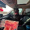 Lilah is registered to the contest to win money with this photo: dog, black_dog, car_interior, leather_seat, sunroof, dog_treat, pink_treat, hand, happy_dog, pet, vehicle, dashboard, seatbelt, window, daylight, tongue_out, paw_protection, modern_car, dashboard_screen, treat_package