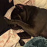 Lilah is registered to the contest to win money with this photo: dog, sleeping, paw, bed, blanket, person, arm, cozy, indoor, resting, dark_fur, comfort, snuggle, furniture, textile, human, relaxation, pet, animal, closeup