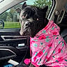 dog, black_dog, pet, hoodie, pink_clothing, floral_pattern, car_interior, car_seat, window, greenery, leash, dog_shoes, cute, portrait, animal, canine, sitting, indoors, expression, closeup