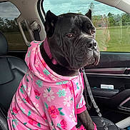 Lilah is registered to the contest to win money with this photo: dog, black_dog, hoodie, pink_hoodie, floral_pattern, dog_shoes, pink_shoes, car_interior, car_seat, leash, window, scenery, trees, grass, cloudy_sky, pet, animal, portrait, sitting, cute