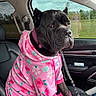 dog, black_dog, hoodie, pink_hoodie, floral_pattern, dog_shoes, pink_shoes, car_interior, car_seat, leash, window, scenery, trees, grass, cloudy_sky, pet, animal, portrait, sitting, cute