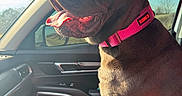 Lilah joined the competition — help win amazing prizes! dog, pet, car_interior, sunlight, collar, pink_collar, tongue_out, window, seat, dashboard, door, side_mirror, tree, sky, happy, animal, canine, daytime, travel, companion